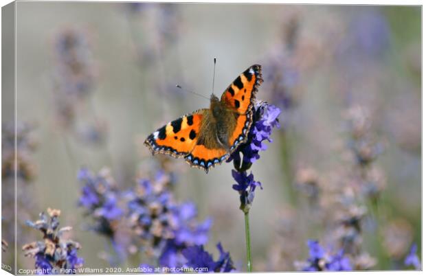 A butterfly on some lavender Canvas Print by Fiona Williams