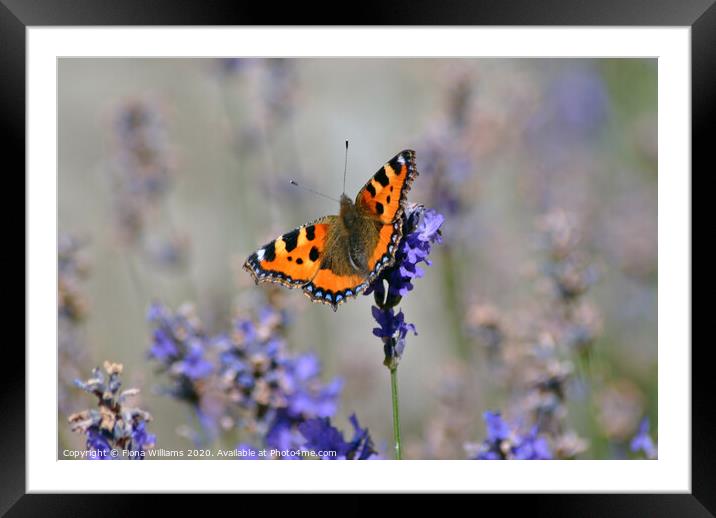 A butterfly on some lavender Framed Mounted Print by Fiona Williams