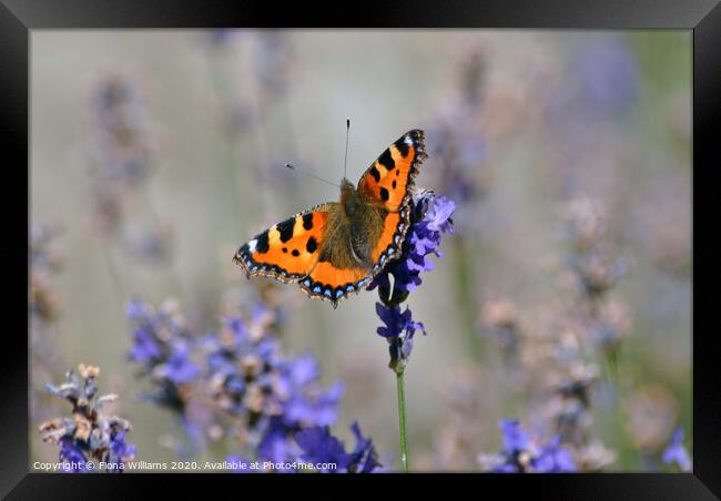 A butterfly on some lavender Framed Print by Fiona Williams