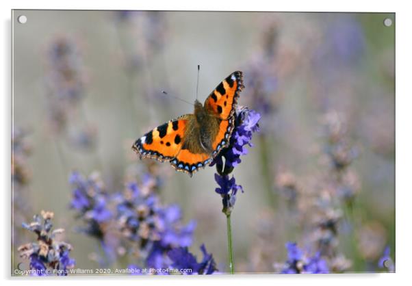 A butterfly on some lavender Acrylic by Fiona Williams