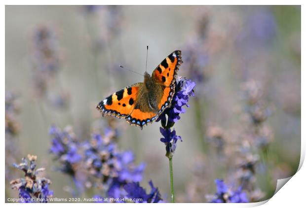 A butterfly on some lavender Print by Fiona Williams
