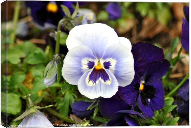 Blue Pansies Canvas Print by Fiona Williams