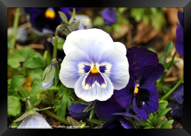 Blue Pansies Framed Print by Fiona Williams