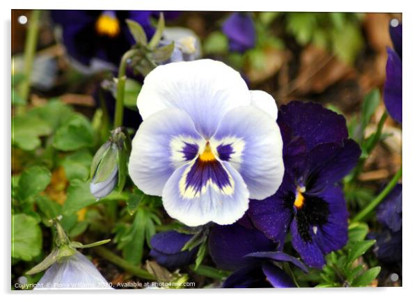Blue Pansies Acrylic by Fiona Williams