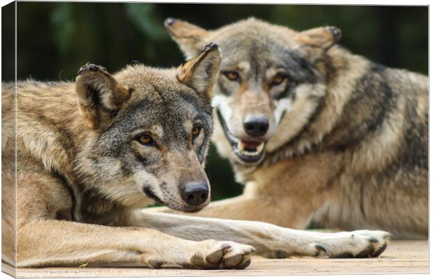 Two wolfs laying by each other  Canvas Print by Julia Janusz