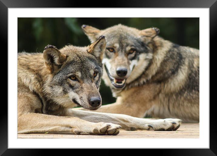 Two wolfs laying by each other  Framed Mounted Print by Julia Janusz