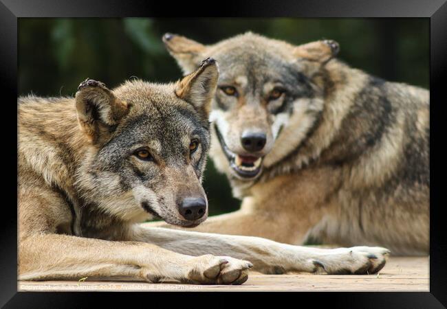 Two wolfs laying by each other  Framed Print by Julia Janusz