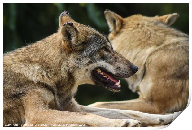 A beautiful wolf  Print by Julia Janusz