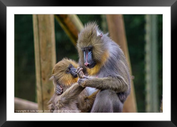 A monkey with its mother  Framed Mounted Print by Julia Janusz