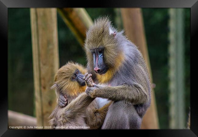 A monkey with its mother  Framed Print by Julia Janusz