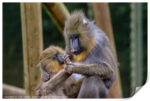 A monkey with its mother  Print by Julia Janusz