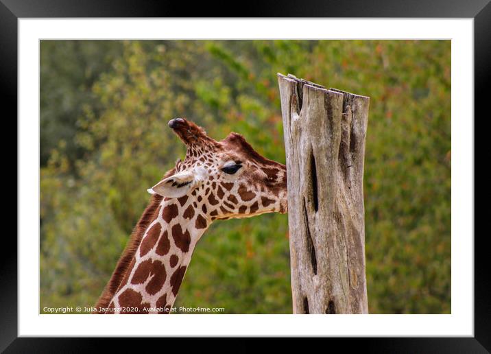 A close up of a giraffe Framed Mounted Print by Julia Janusz