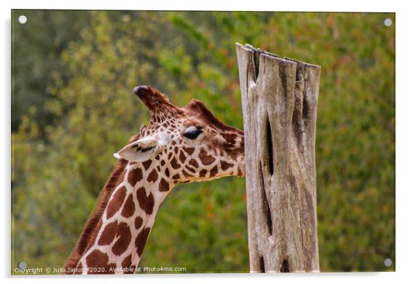 A close up of a giraffe Acrylic by Julia Janusz