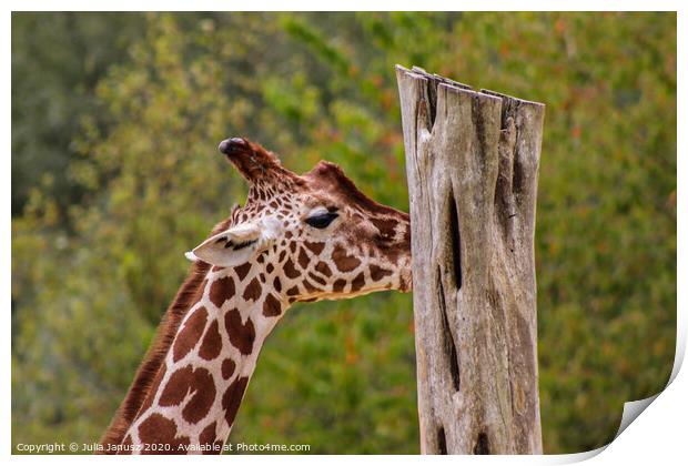 A close up of a giraffe Print by Julia Janusz