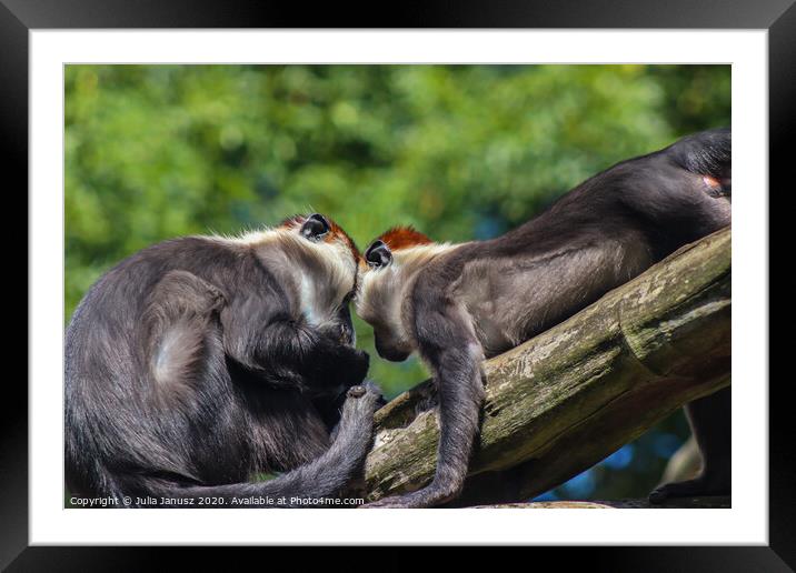 A close up of two monkeys  Framed Mounted Print by Julia Janusz