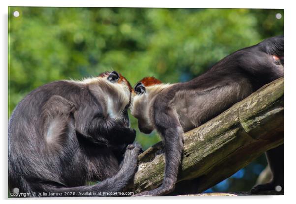 A close up of two monkeys  Acrylic by Julia Janusz