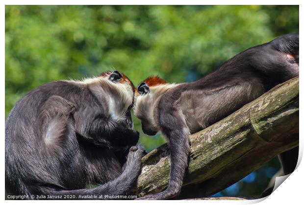 A close up of two monkeys  Print by Julia Janusz