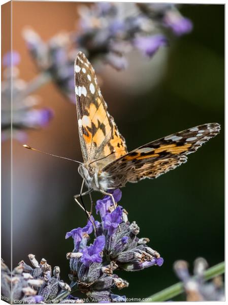 The Painted Lady Canvas Print by Adrian Rowley