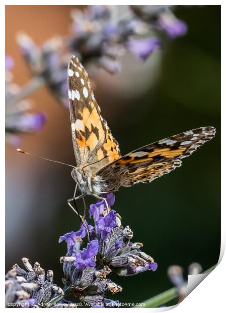 The Painted Lady Print by Adrian Rowley
