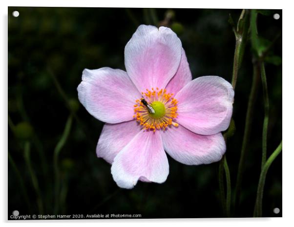 Hoverfly on a Japanese Anemonie Acrylic by Stephen Hamer