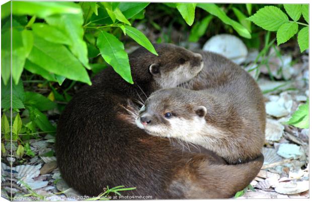 Two otters cuddling Canvas Print by Fiona Williams
