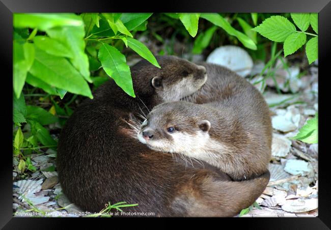 Two otters cuddling Framed Print by Fiona Williams
