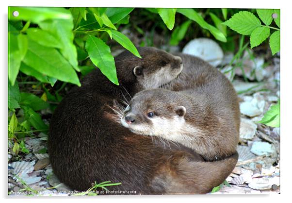Two otters cuddling Acrylic by Fiona Williams