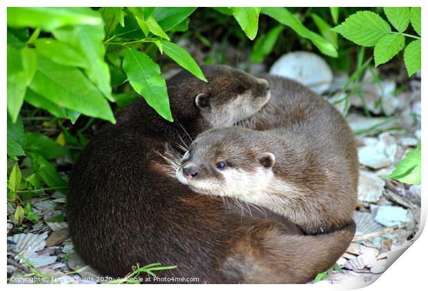 Two otters cuddling Print by Fiona Williams