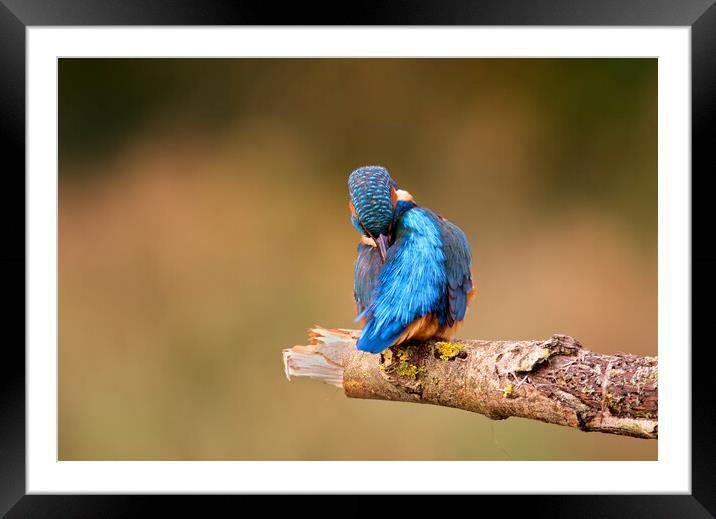 Preening Kingfisher Framed Mounted Print by Mick Vogel