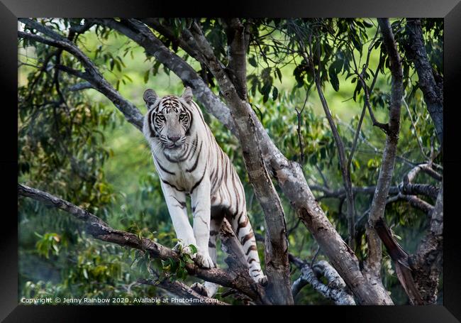 White Tiger on the Tree Framed Print by Jenny Rainbow