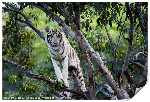 White Tiger on the Tree Print by Jenny Rainbow