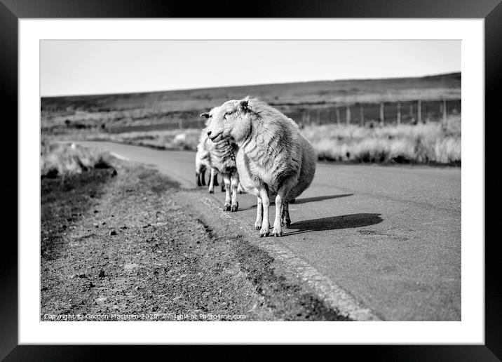 Have ewe got my best side Framed Mounted Print by Gordon Maclaren