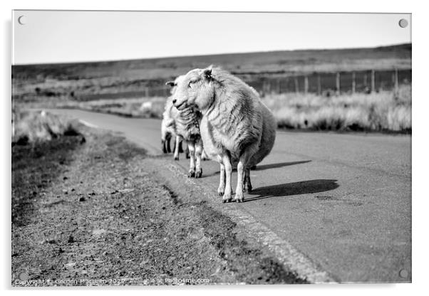 Have ewe got my best side Acrylic by Gordon Maclaren