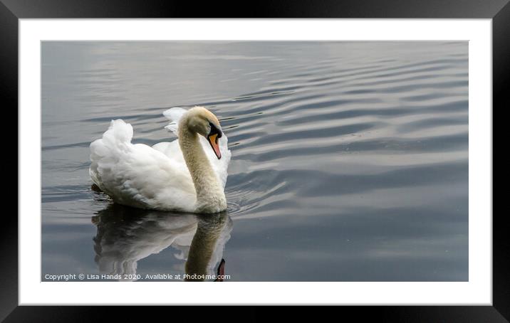 The Swan Framed Mounted Print by Lisa Hands