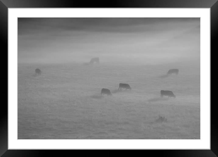 Cattle in the mist Framed Mounted Print by Mick Vogel