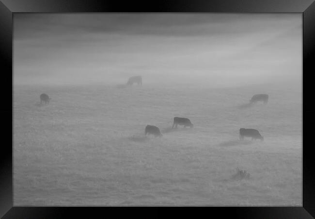 Cattle in the mist Framed Print by Mick Vogel