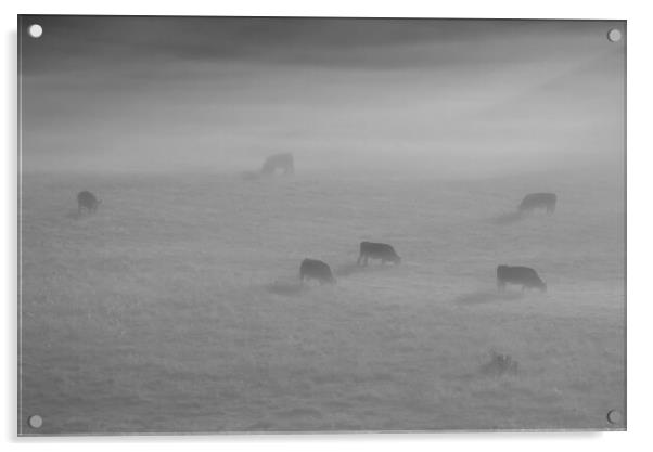 Cattle in the mist Acrylic by Mick Vogel