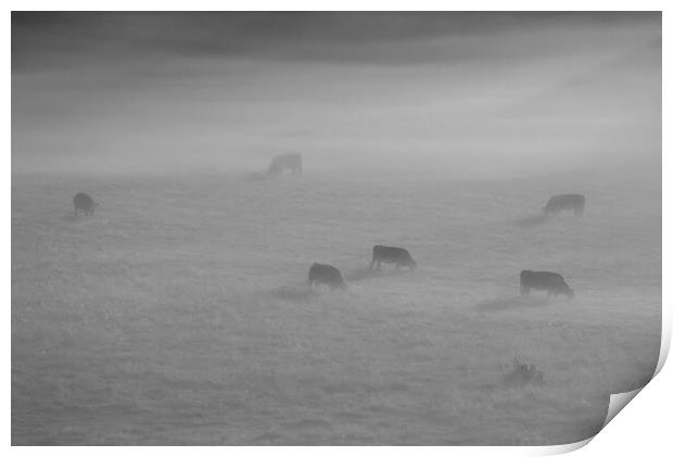 Cattle in the mist Print by Mick Vogel