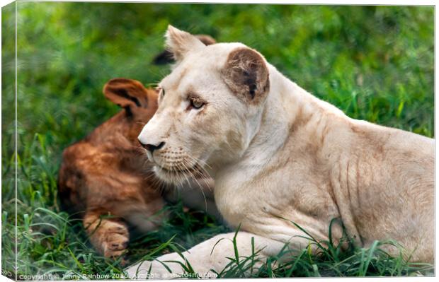 Two Lion Cubs Canvas Print by Jenny Rainbow