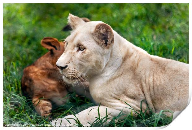 Two Lion Cubs Print by Jenny Rainbow
