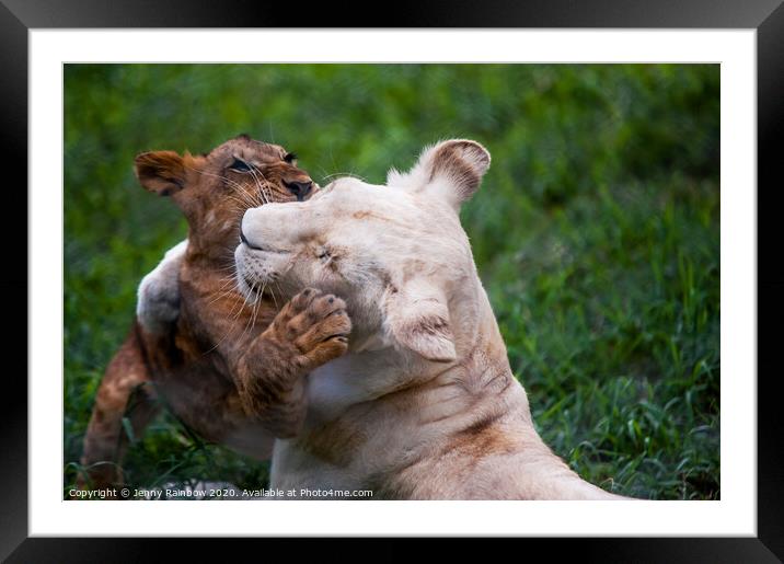 Playful Kids. Two Lion Cubs Framed Mounted Print by Jenny Rainbow