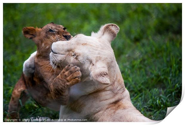 Playful Kids. Two Lion Cubs Print by Jenny Rainbow