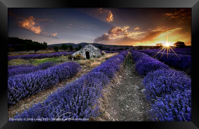 Sunrise over lavender fields in Luberon, France. Framed Print by Nick Lukey