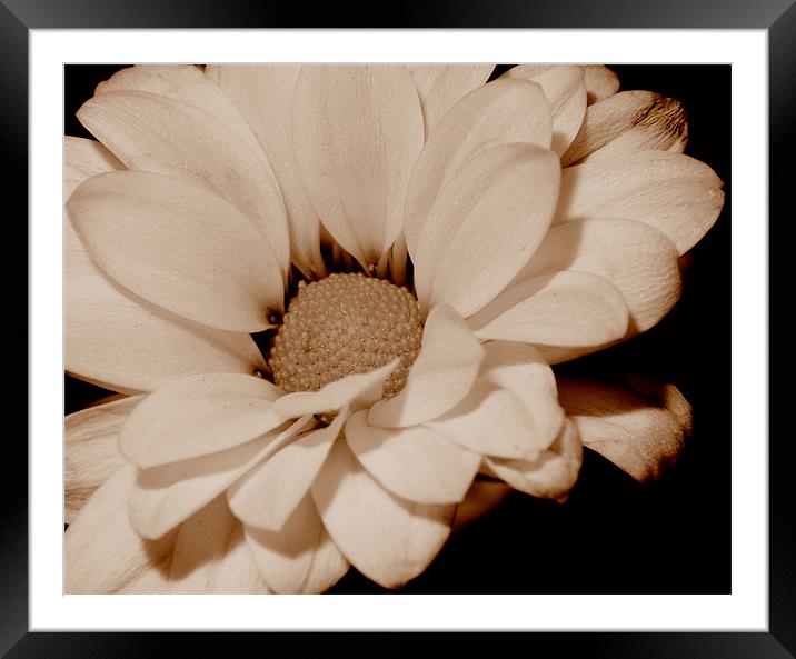 Sepia Bloom Framed Mounted Print by Louise Godwin