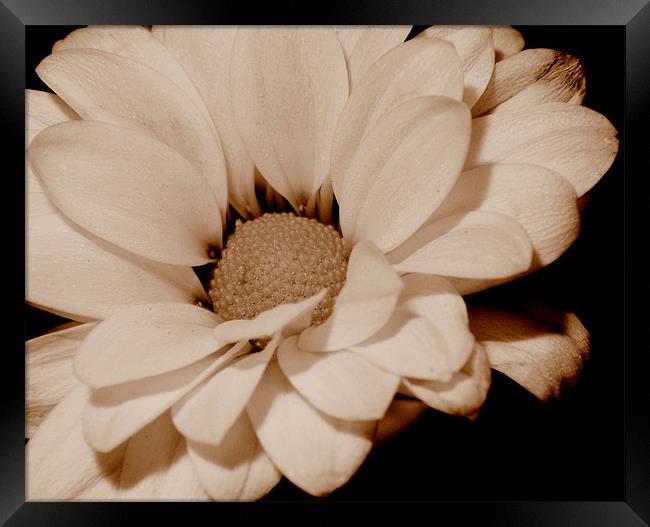 Sepia Bloom Framed Print by Louise Godwin