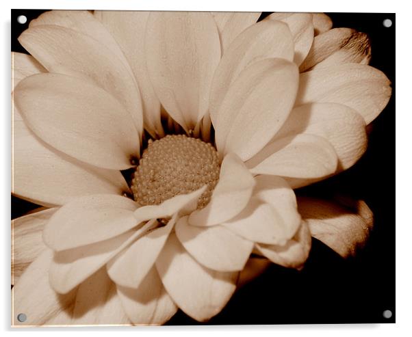 Sepia Bloom Acrylic by Louise Godwin