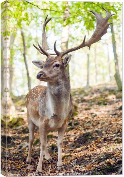 King of the Forest 5 Canvas Print by Jenny Rainbow