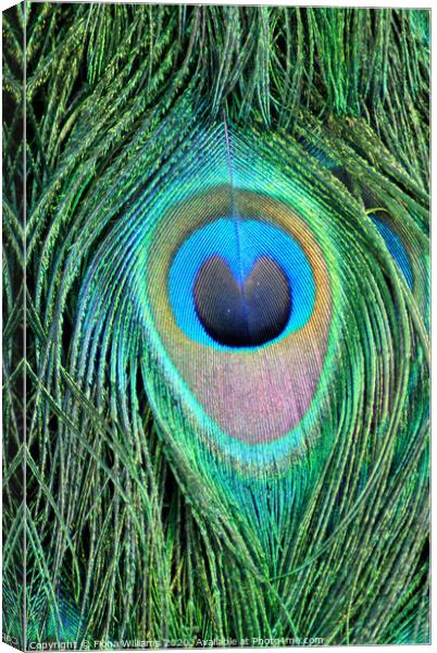 Peacock Feather Canvas Print by Fiona Williams