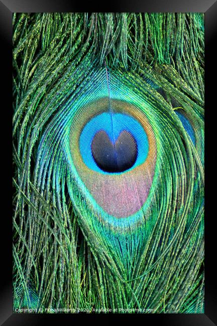 Peacock Feather Framed Print by Fiona Williams