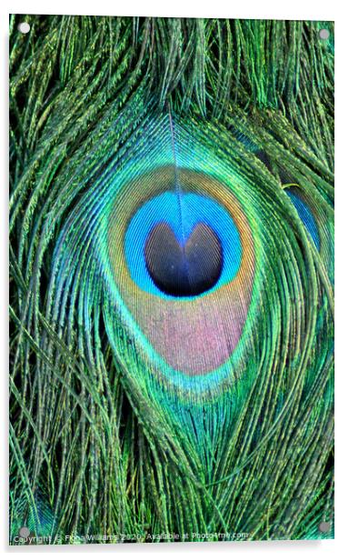 Peacock Feather Acrylic by Fiona Williams